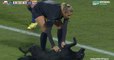 Chili : un chien interrompt un match de foot féminin pour réclamer des caresses aux joueuses
