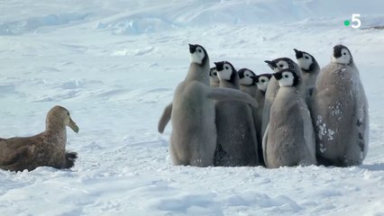 Talents fauniques. 21. Aux pays du froid