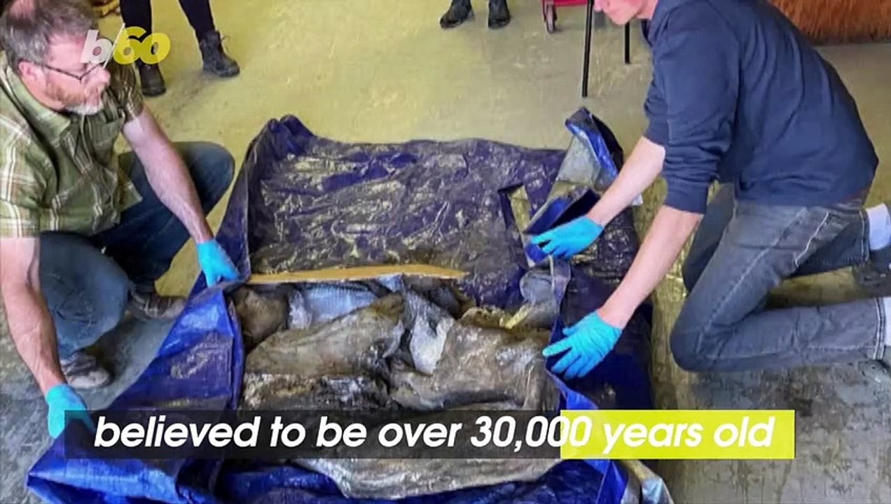 Discovery of Near-Perfect Mummified Baby Woolly Mammoth Makes Ice Age Paleontologist Dream Come True
