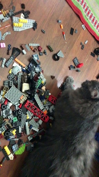 Fluffy Kitty Rolls Around in LEGOs