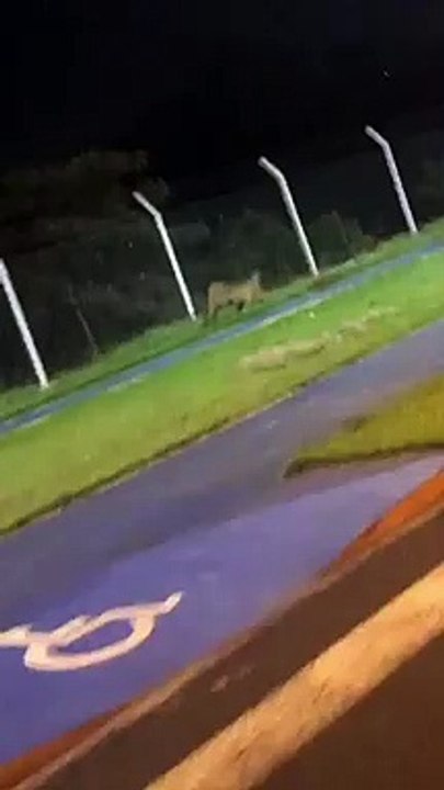 Onça parda é flagrada ao lado de uma creche, em Arapongas