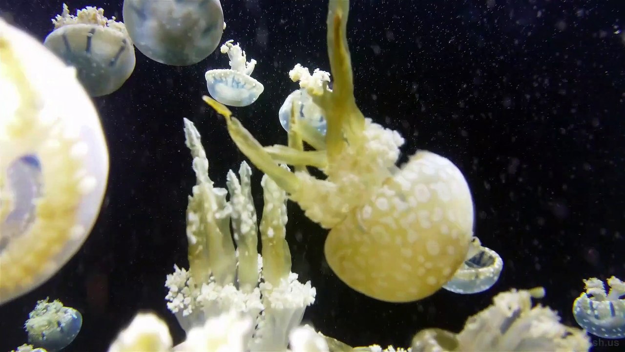 Sea Creatures #3