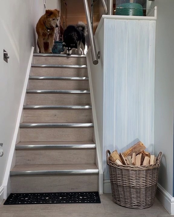 Blind but Brave Husky Cautiously Descends Stairs