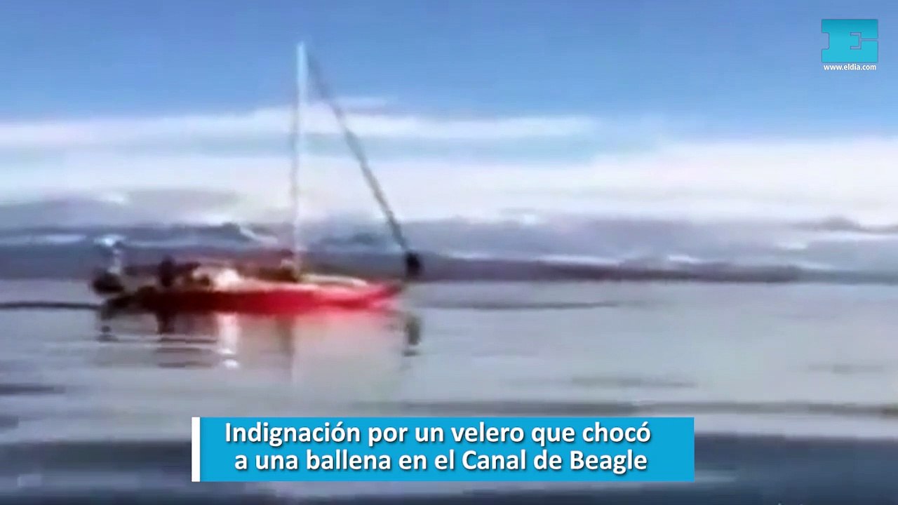 ballena