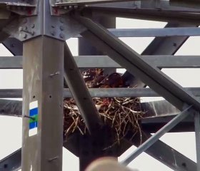 Peregrine chicks found near Stamford during National Grid work