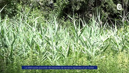 Reportage - La Métropole investit 48 hectares de terrains agricoles - Reportages - TéléGrenoble