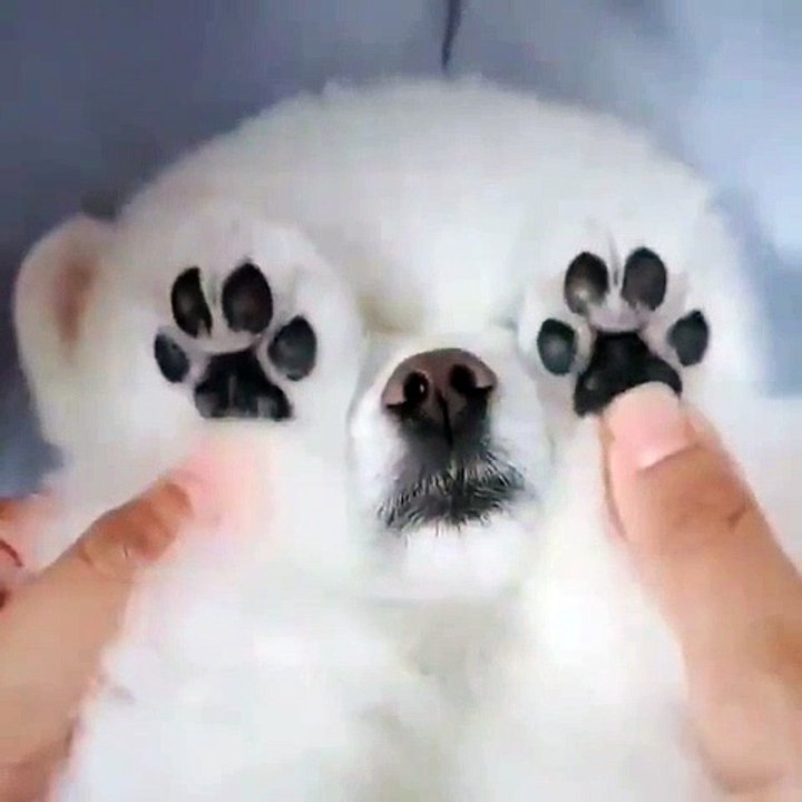 Dogs funny videos