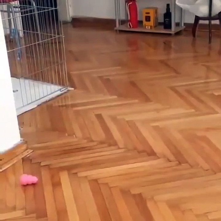 Funny Dogi