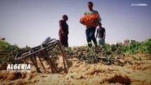 Le Sahara algérien, véritable pôle agricole international