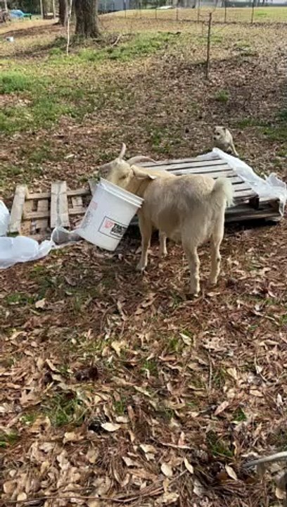 Bucket Head