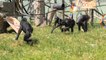 Bonobos Enjoy Playing With Pride Themed Toys and Food