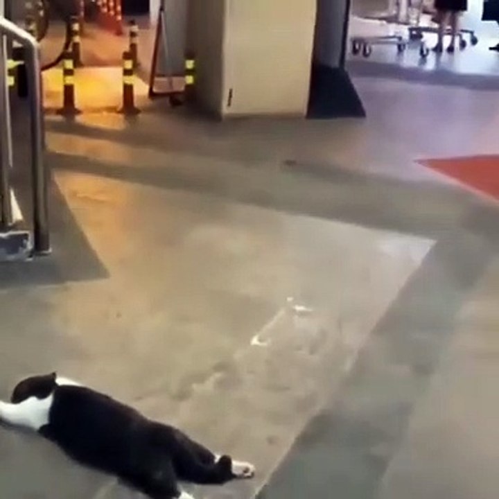 KUCING MAGER