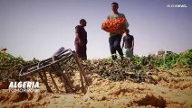 الجزایر بیابان‌ها را به زمین قابل کشت تبدیل می‌کند