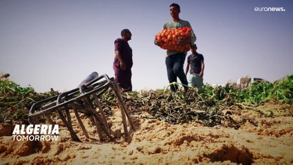 Cezayir Sahra Çölü'ndeki kum tepelerini sebze bahçelerine dönüştürdü