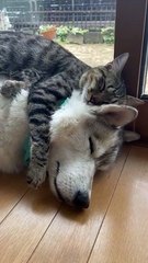 Baby Cats - Cute and Funny Cat Videos Compilation 34