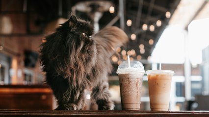 Cat Café Will Provide Jobs For People With Disabilities, Help Shelter Cats Find Homes