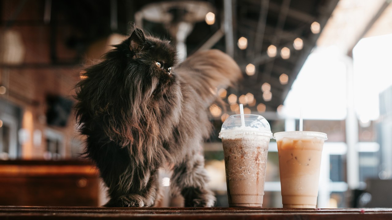 Cat Café Will Provide Jobs For People With Disabilities, Help Shelter Cats Find Homes