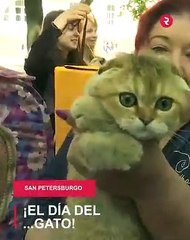 RB - Así celebró San Petersburgo el ‘Día del gato’