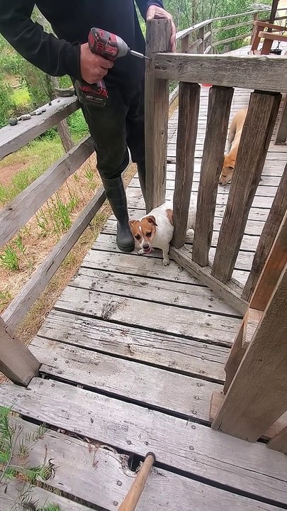 Too Many Peanut Butter Bones Gets Dog Stuck in Gate