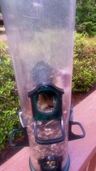 Chubby Cheeks Complicate Chipmunk's Exit Strategy