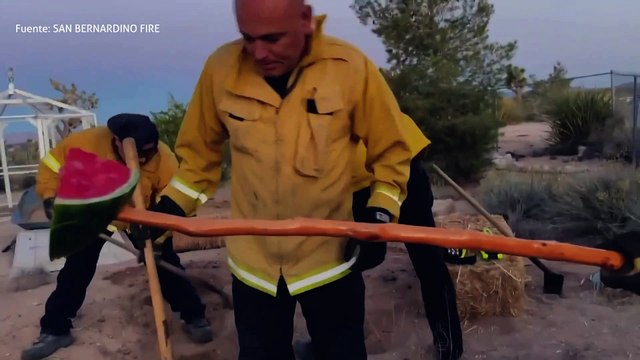 El Departamento de Bomberos de San Bernardino rescató a dos cachorros de una guarida subterránea de tortugas en Yucca Valley, California