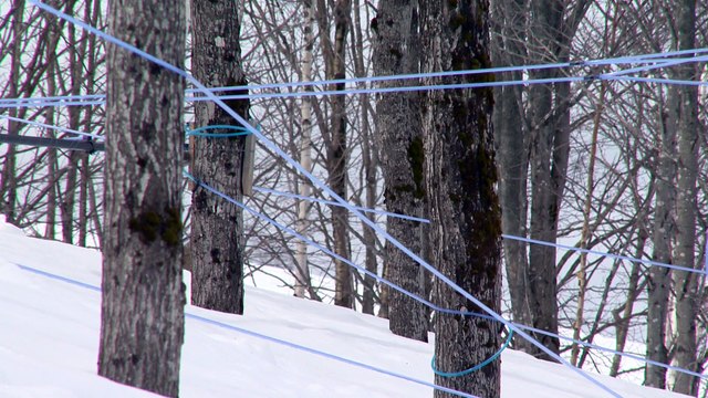 Les producteurs de sirop d'érable sont inquiets du futur de l'industrie