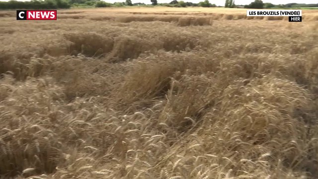 Moisson : la mauvaise récolte