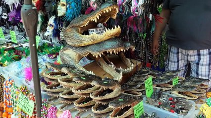 Alligator- scenic relaxation film with calming music