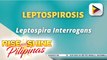 SAY NI DOK | Leptospirosis, isa sa mga pinakakaraniwang sakit sa mundo