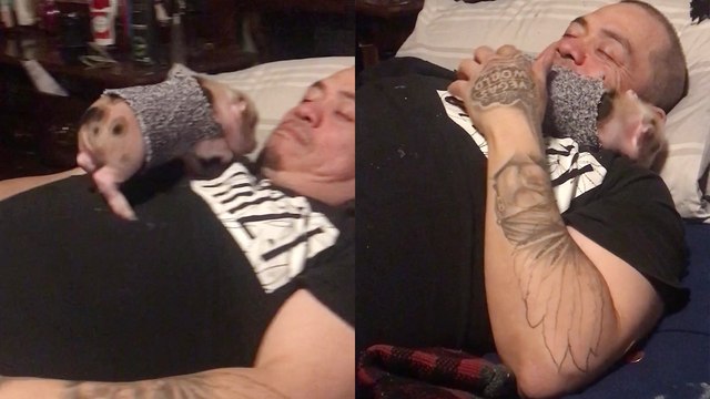'Adorable piglet loves snuggling up to his dad and won't settle for less '