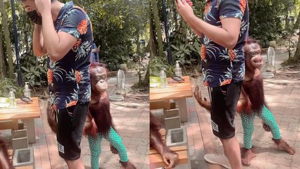 'Naughty orangutan inappropriately touches a man '