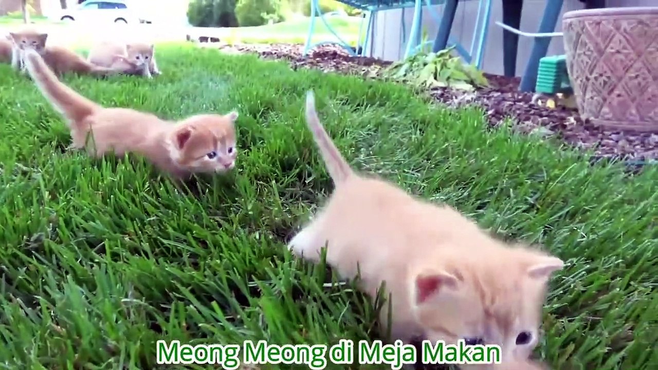 cat mini