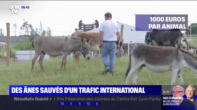 De Tel Aviv à Chartres, 200 ânes sauvés d'un trafic international