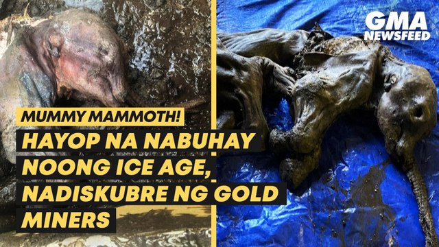 Mummy ng woolly mammoth na nabuhay noong Ice Age, nadiskubre | GMA News Feed