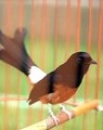 Suara Burung Kacer | Copsychus saularis Bird Sounds