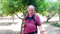 Agrigento, lotta biologica agli insetti per le arance del Giardino della Kolymbethra