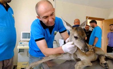 Son dakika haberi | Yaralı yavru ceylan merkezin gözbebeği oldu