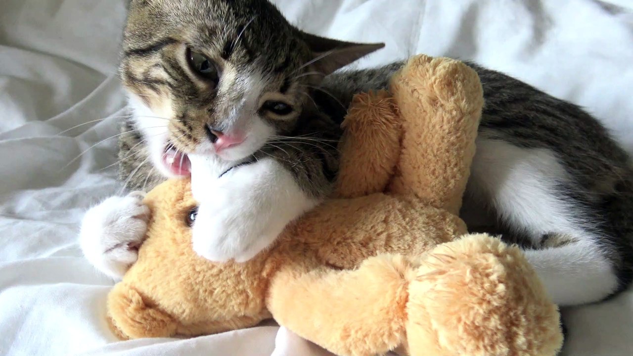 I Will Bite Your Nose Off