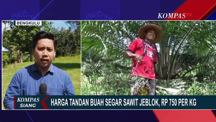 Harga TBS Sawit di Bengkulu Anjlok, Rp 750 per Kilogram