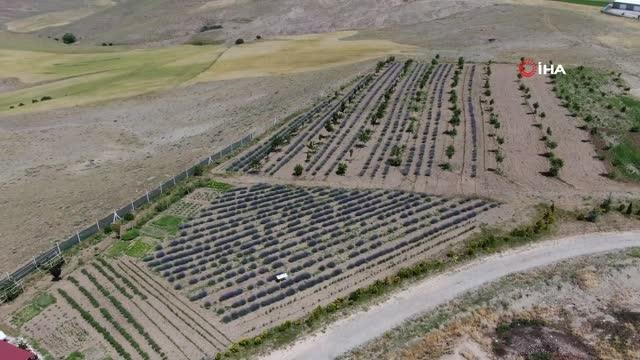 Sivas mor inci hasadı için gün sayıyor