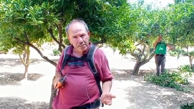 Agrigento, sistemi naturali per combattere gli insetti che attaccano gli agrumi