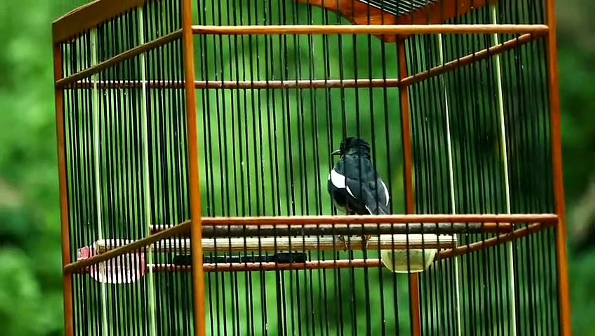 ⁣Suara Burung Kacer | Copsychus saularis Bird Sounds