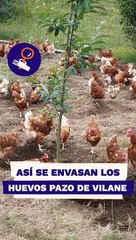 Así se envasan los huevos pazo de Villane