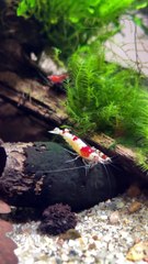 Kegiatan Udang Hias Di Dalam Aquascape
