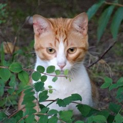 Katzen und Hunde sind eigentlich beste Freunde