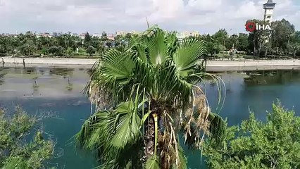 Seyhan Nehri'ni yosunlar istila etti