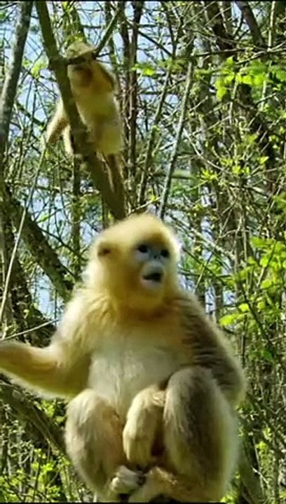monkey playing with other mokeies,attractive monkey, small monkey playin with it's mothermonkey @s_Full-HD_60fps