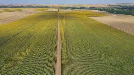 Ayçiçeğinin gelişimi verim ve rekolte beklentisini artırdı