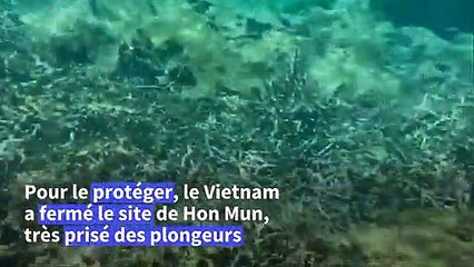 Vietnam: un haut lieu de la plongée sous-marine fermé pour protéger le corail