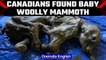 Extinct baby woolly mammoth found in Canada| OneIndia News*News